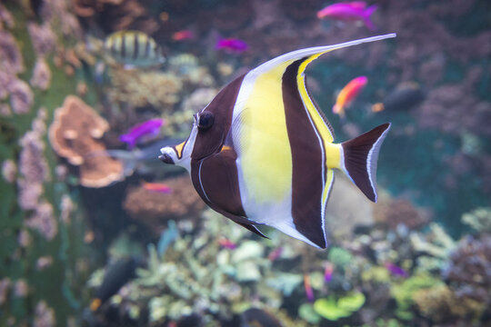 Moorish idol with striking black, white, and yellow bands and long trailing dorsal fin swims elegantly past coral in marine aquarium