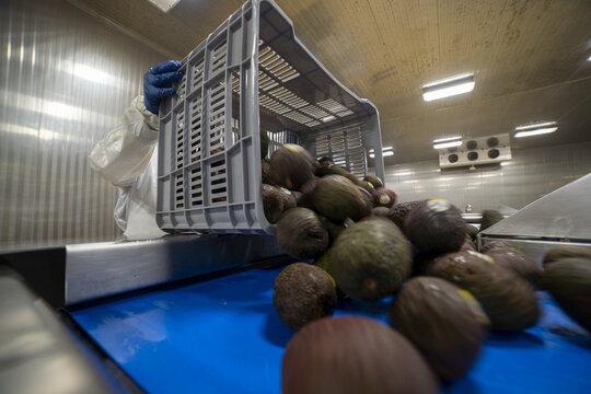 View of a worker in protective gear dumping fresh avocados from a plastic crate onto a blue conveyor belt at an avocado processing plant in Uruapan, Michoacan, Mexico.