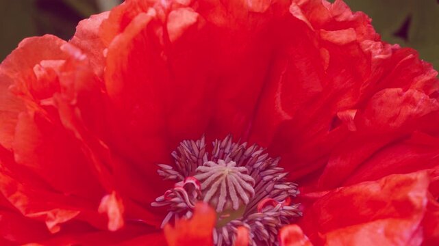 Macro red poppy center with focus shift revealing stigma, stamens, and papery petals in vivid detail