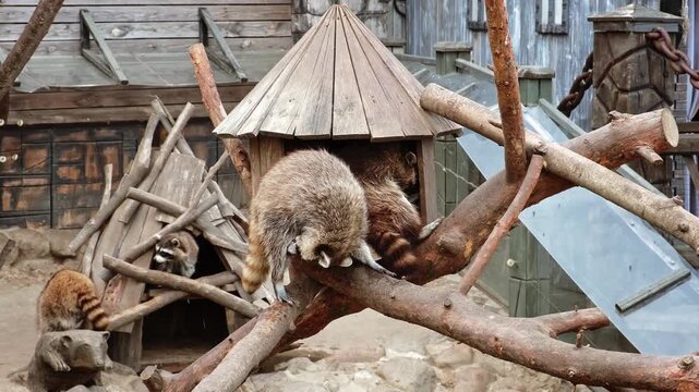 A family of raccoons sitting in a cabin relaxing together, one gnawing log, and the other cleaning his fur. Close-up side view. Animal behavior. Environment of life at a zoo. High quality 4k footage.