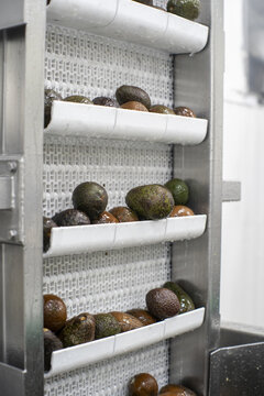 View of fresh avocados being sorted on an industrial conveyor belt at a packing house in Uruapan, Michoacan, Mexico.