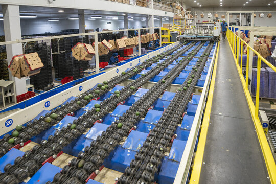 View of an automated avocado packing house with conveyor belts sorting fresh produce and workers in the facility in Uruapan, Michoacan, Mexico.