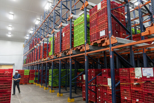 View of an avocado packing house with tall metal shelving units filled with stacks of red and green plastic crates and a worker walking in the aisle in Uruapan, Michoacan, Mexico.