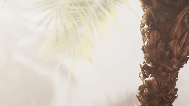 A palm tree trunk stands in focus with light filtering through palm leaves in the background. The scene shows a tropical setting with a relaxed atmosphere during daytime.