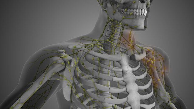 Lymph Nodes in Upper Body Lymphatic System