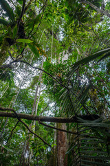 Fototapeta premium Jungle vue of Cuyabeno Reserve in the Amazon Rainforest