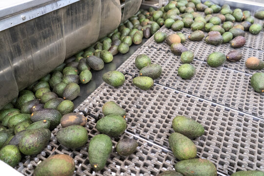 View of fresh avocados moving along a mechanical conveyor belt in a packing house in Uruapan, Michoacan, Mexico.