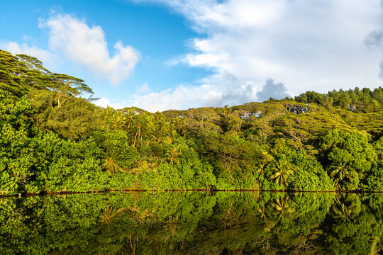 Lush Vegetation on Tahaa Island, French Polynesia
