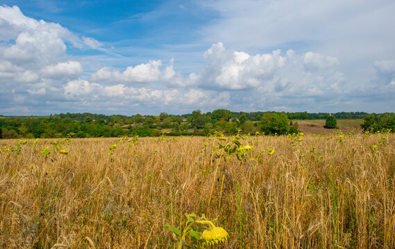 Fields and trees in a green hilly grassy landscape under a blue cloudy sky in sunlight in summer, Voeren, Limburg, Belgium, August, 2026