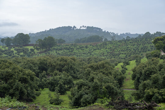 View of lush green avocado orchards covering the rolling hills in Uruapan, Michoacan, Mexico.