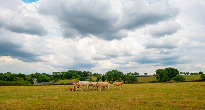 Cows in a green hilly meadow under a blue cloudy sky in sunlight in summer, Voeren, Limburg, Belgium, August, 2026