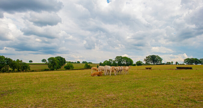 Cows in a green hilly meadow under a blue cloudy sky in sunlight in summer, Voeren, Limburg, Belgium, August, 2026