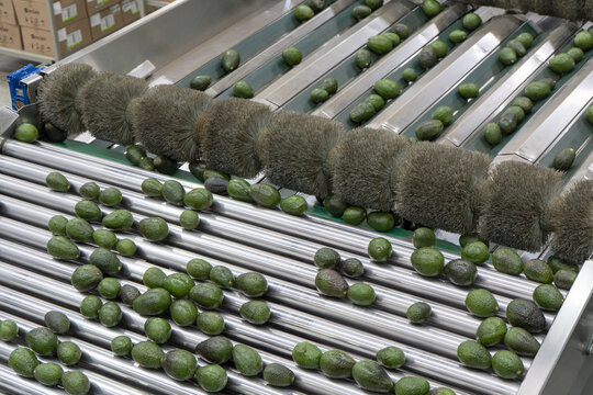 View of avocados moving along a stainless steel conveyor belt with rotating cleaning brushes in an avocado packing house in Uruapan, Michoacan, Mexico.