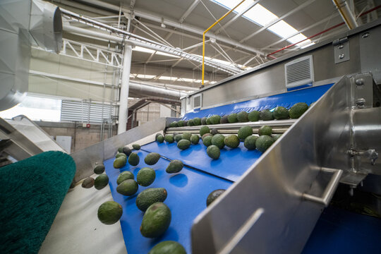 View of avocados moving along a blue conveyor belt in a modern packing house facility in Uruapan, Michoacan, Mexico.