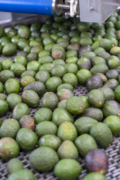 View of fresh green avocados moving along an industrial conveyor belt at a packing house in Uruapan, Michoacan, Mexico.
