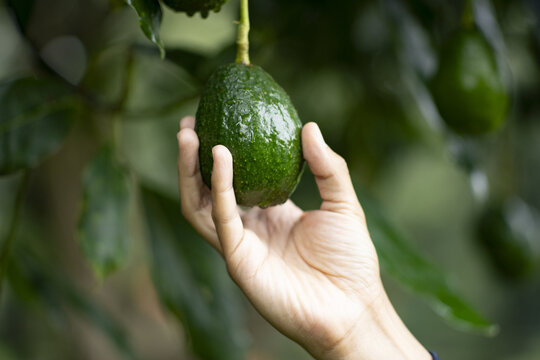 View of a hand picking a fresh green avocado from a tree in an orchard in Uruapan, Michoacan, Mexico.