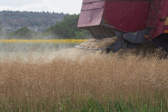 1Agricultural combine harvesting ripe grain in a field with dust during the productive summer harvest season
