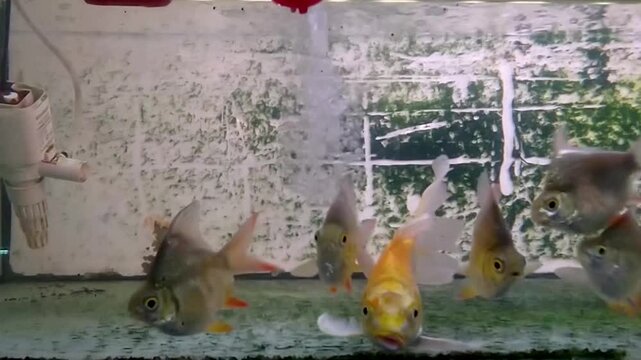 Footage of a small ornamental fish swimming towards the camera