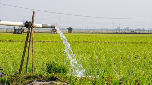 Clear groundwater pouring from a PVC pipe system to irrigate vibrant green rice paddy fields. Essential agricultural water management and rural farming practices captured under bright sunshine.