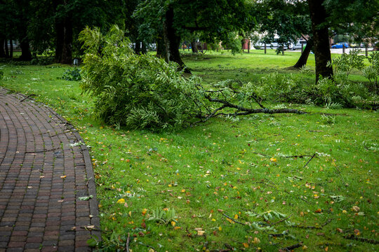 Broken Trees and Fallen Branches After a Powerful Autumn Storm