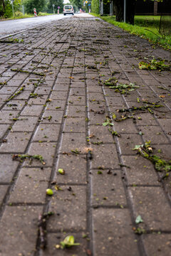 Windblown Twigs and Leaves Scattered Across a Wet Brick Sidewalk