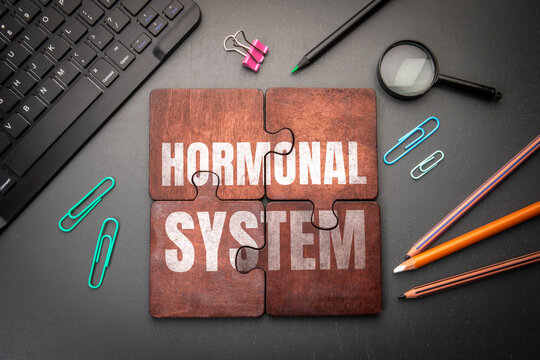 HORMONAL SYSTEM Wooden Puzzle Surrounded by Office and Research Tools