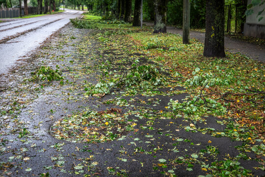 Storm Debris and Fallen Branches Cover a Wet Residential Sidewalk