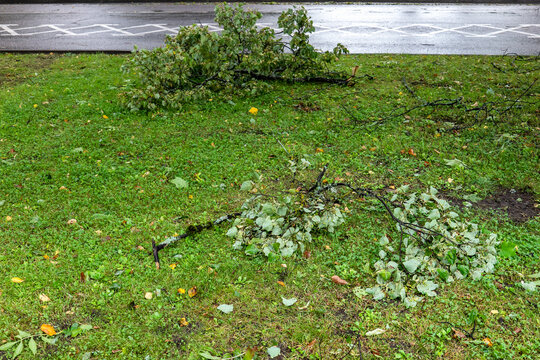 Storm-Broken Tree Branches Scattered Across Grass Beside a Wet Road