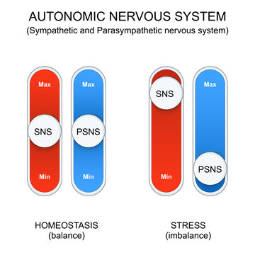 Autonomic nervous system balance and imbalance. Homeostasis vs fight-or-flight stress response. Comparison of sympathetic and parasympathetic nervous system
