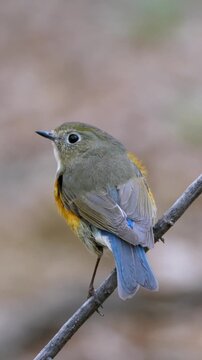 Close up back view of a small wild songbird with ruffled feathers showing its bright blue tail and orange flanks perched on a bare branch