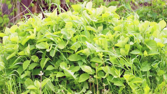 Panoramic low-angle close-up showing dense bed of broad serrated leaves interspersed with thin flexible grass blades that bend and cross over leaf mass