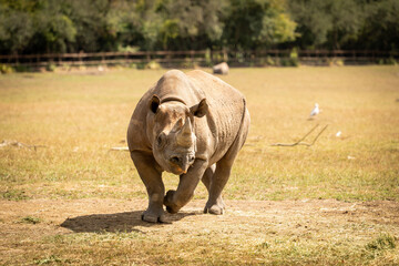 An Eastern black rhino at Port Lympne safari park and conservation centre in Kent, UK © Tom Richards
