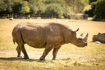 An Eastern black rhino at Port Lympne safari park and conservation centre in Kent, UK © Tom Richards