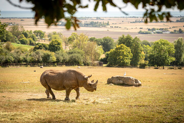 An Eastern black rhino at Port Lympne safari park and conservation centre in Kent, UK © Tom Richards