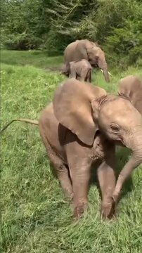 Adorable baby elephant calf flapping big ears and looking directly at camera outdoors.