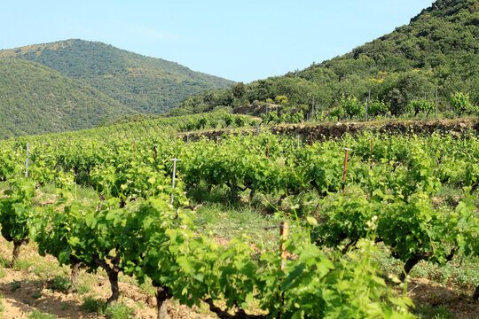 Vignes des Corbi&egrave;res