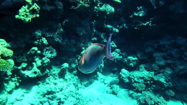Candelamoa parrotfish in coral reefs of Sharm El Sheikh, Egypt