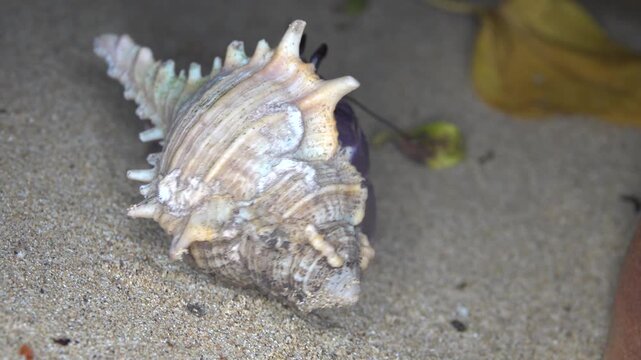 Hermit crab occupied the shell of a gastropod rock shell Murex. Andaman Sea, Thailand