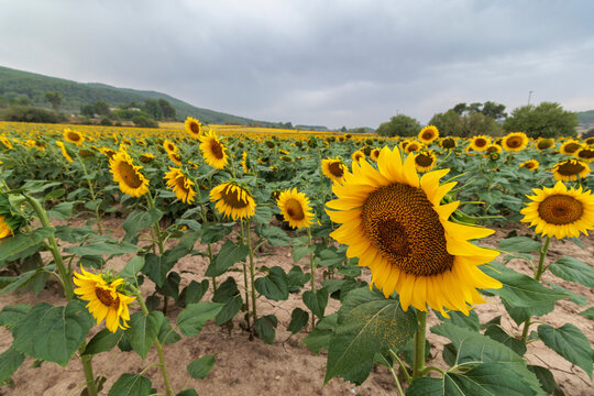 Plantaci&oacute;n agr&iacute;cola de girasoles con cielo nublado de tormenta, Bocairent, Espa&ntilde;a