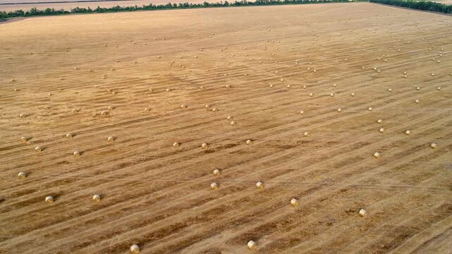 High aerial view surveys hundreds of small round straw bales distributed across an immense harvested field where parallel stubble lines create scale and a narrow green shelterbelt frames the edge