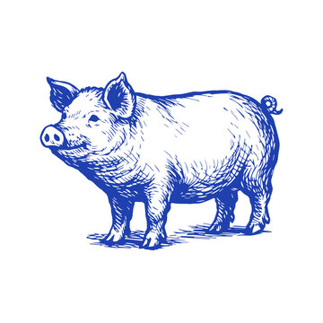 vector illustration of a pig