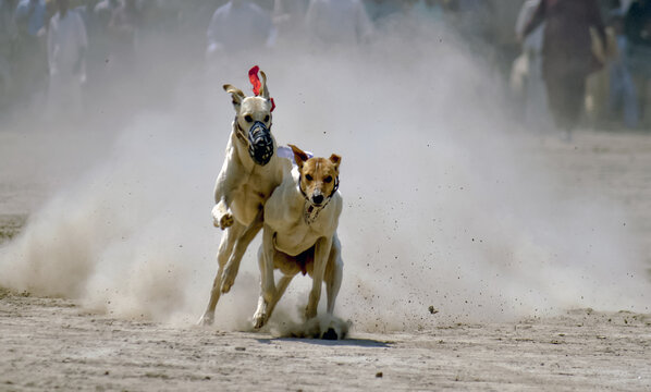 View of two sighthounds racing across a dusty field in Jahanian, Punjab, Pakistan.