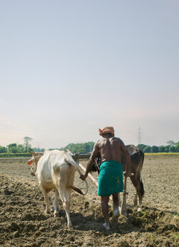 indian Farmer ploughing field