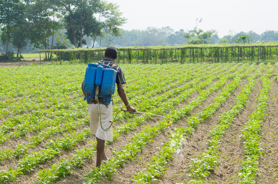 Indian farmer spraying pesticide on crop
