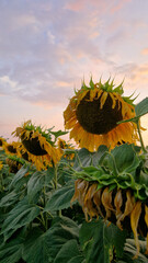 Naklejka premium Incredible summer landscape with blooming sunflowers at sunset. Golden hour on the field, sunflowers in the rays of the evening sun. Farmland with blooming sunflowers at the end of summer