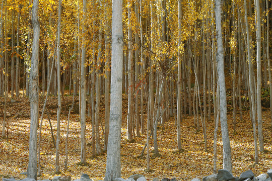 View of a dense forest of tall trees with vibrant yellow autumn foliage and fallen leaves covering the ground in Hunza Nagar, Gilgit Baltistan, Pakistan.
