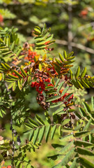 Obraz premium Red Rowan Berries and Green Leaves in Late Summer