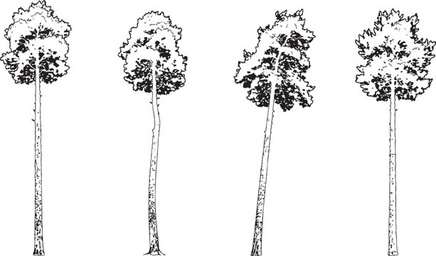 Tall Pine Tree Line Art Set, Hand Drawn Sketch Collection of Trees with Long Trunks
