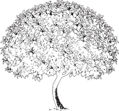 Single Tree Line Art Illustration, Hand Drawn Sketch of Wide Spreading Canopy Tree