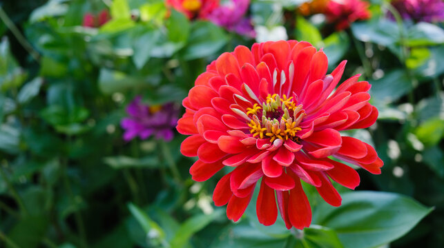 A bright pink zinnia against the backdrop of soft green bok&eacute;, a zinnia flower in a summer garden.